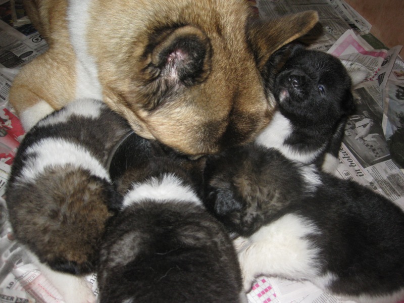 Puppies